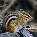 Mammals