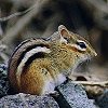 Eastern Chipmunk
