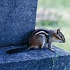 Chipmunk