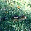 Chipmunk