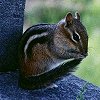 Chipmunk