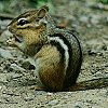 Chipmunk