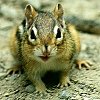 Chipmunk