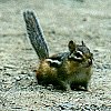 Eastern Chipmunk