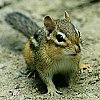 Chipmunk