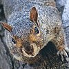 Eastern Gray Squirrel
