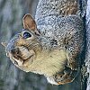 Eastern Gray Squirrel