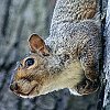 Eastern Gray Squirrel