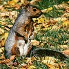 Eastern Gray Squirrel