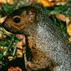 Eastern Gray Squirrel