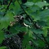 Woodchuck