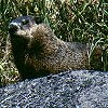 Woodchuck