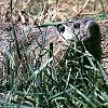 Woodchuck