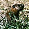 Woodchuck