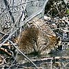 Raccoon