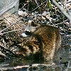 Raccoon
