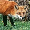 Red Fox
