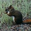 Red Squirrel
