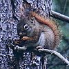 Red Squirrel