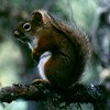 Red Squirrel