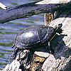 Painted Turtle