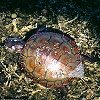 Painted Turtle