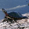 Painted Turtle