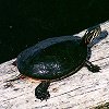Painted Turtle