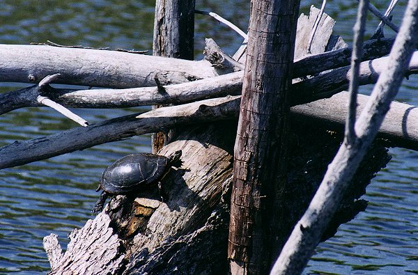 Painted Turtle in Ile Bizard, 2001