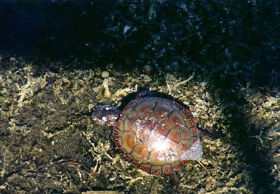 young Painted Turtle seen from above in Ile Bizard, Sept. 23rd 2001