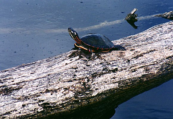 Painted Turtle in Ile Bizard, Sept. 23rd 2001