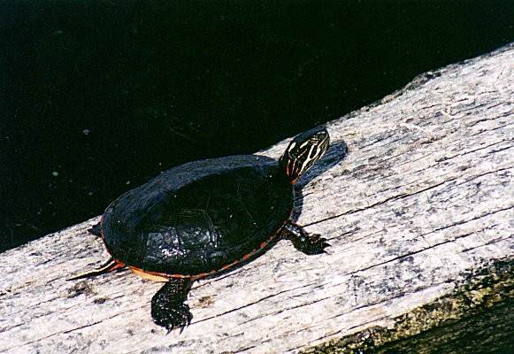 Painted Turtle in Ile Bizard, Sept. 23rd 2001