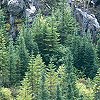 Spruce Trees