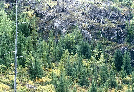 The boreal forest on a slope of a mountain, Sept. 2nd 2001