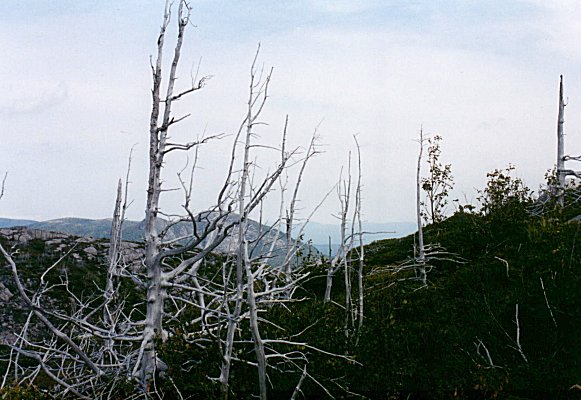 Dead trees near the top of Mont du Lac des Cygnes, September 2001