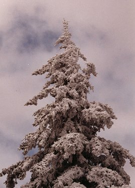 Spruce tree in Mont Sainte-Anne, October 2000