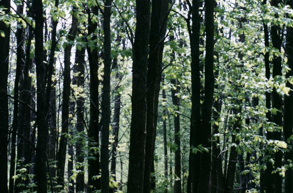 The forest at the entrance of the Nature Park of Ile Bizard, summer 2001