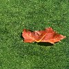 Leaf on water