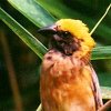 Baya Weaver