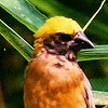 Baya Weaver