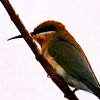 Blue-tailed Bee-eater