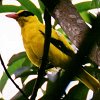 Black-naped Oriole