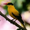 Black-naped Oriole