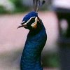 Blue Peafowl