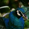 Blue Peafowl