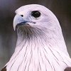 Brahminy Kite