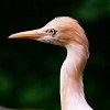 Cattle Egret