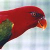 Chattering Lory
