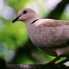 Eurasian Collared-Dove