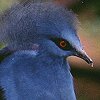 Western Crowned-Pigeon